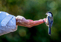 Bird In the Hand_Ken Ballweg_BPC