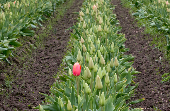 Alquist 1-Lonely Tulip