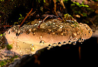 Weeping Mushroom