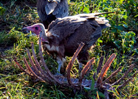 Thurman09 – Tanzania Vulture F/6.3, 1/160, ISO 200