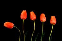 Kirkland 2 185 Five Tulips