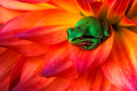 Frog on a Dahlia