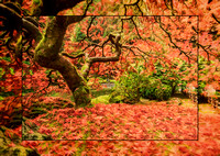 Portland Japanese Gardens Fall