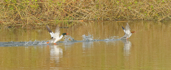 Ma and Pa Common Mergansers