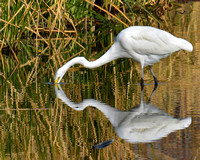 Reflective Egret?