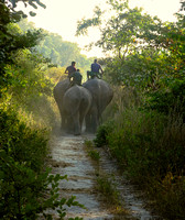 Whitney 4 Elephants, Manas National Park, Bhutan