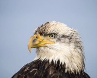 Portrait of An Eagle