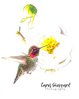Hummingbird at White Rose-a Composite