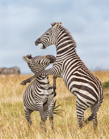 Zebra Spat