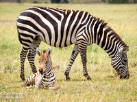 Zebra Mama and Baby
