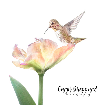 Hummingbird on Tulip High-key WSWM
