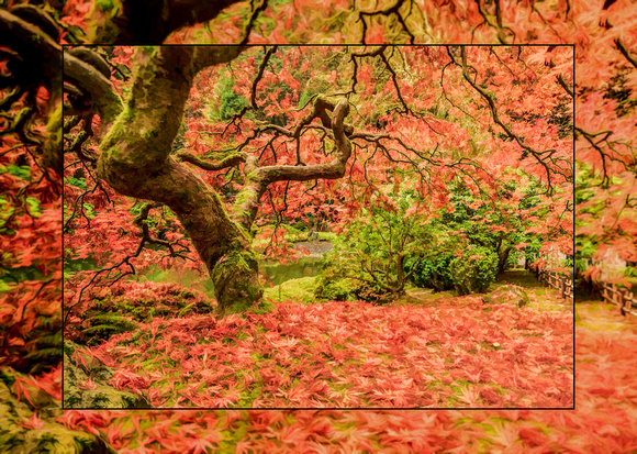 Ken Ballweg Portland Japanese Gardens maple