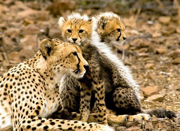 Thurman05 – Botswana Cheetah Babies F/7.1, 1/200, ISO 400