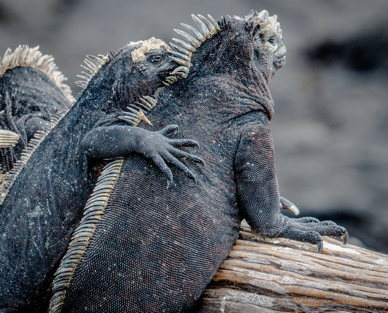 Friendly Iguanas