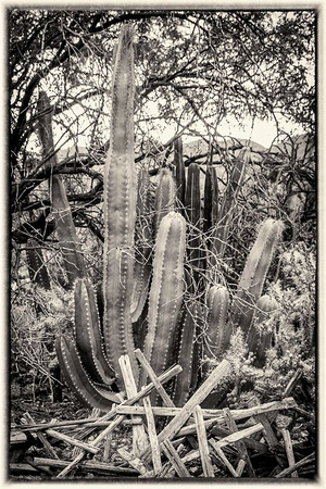 Sticks and Cacti