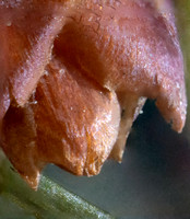 Alquist 5 - Stacked Supermacro