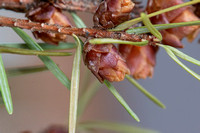 Alquist 2 - 100mm Macro