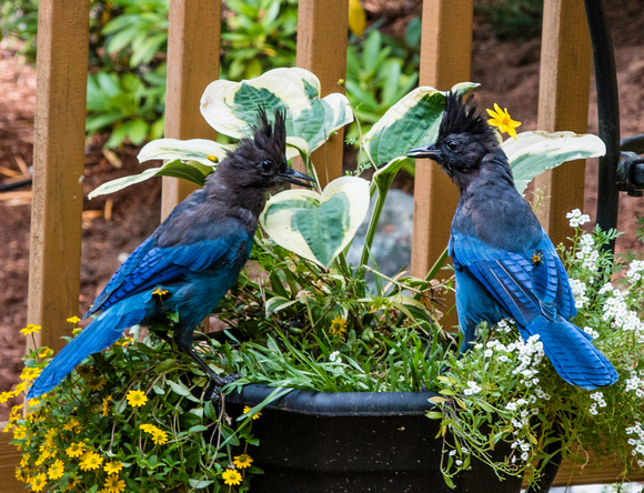 2 Stellars Jay